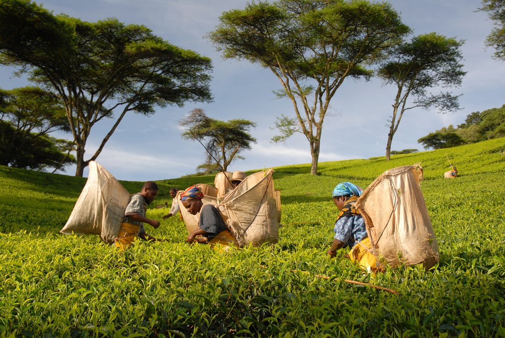 TEA IN AFRICA - YSWARA by MAIMOUNA KANTE