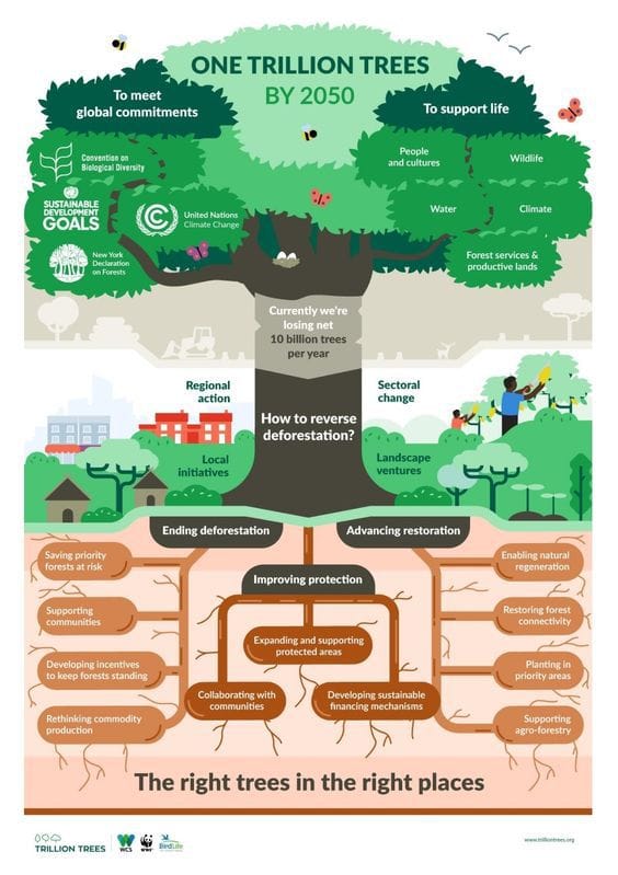 Forest Man Foundation-ONE TRILLION tREE BY 2050 -Molai Forest-JADAV PAYENG-Forest Man of India - Fight against climate change - Molai Kathony