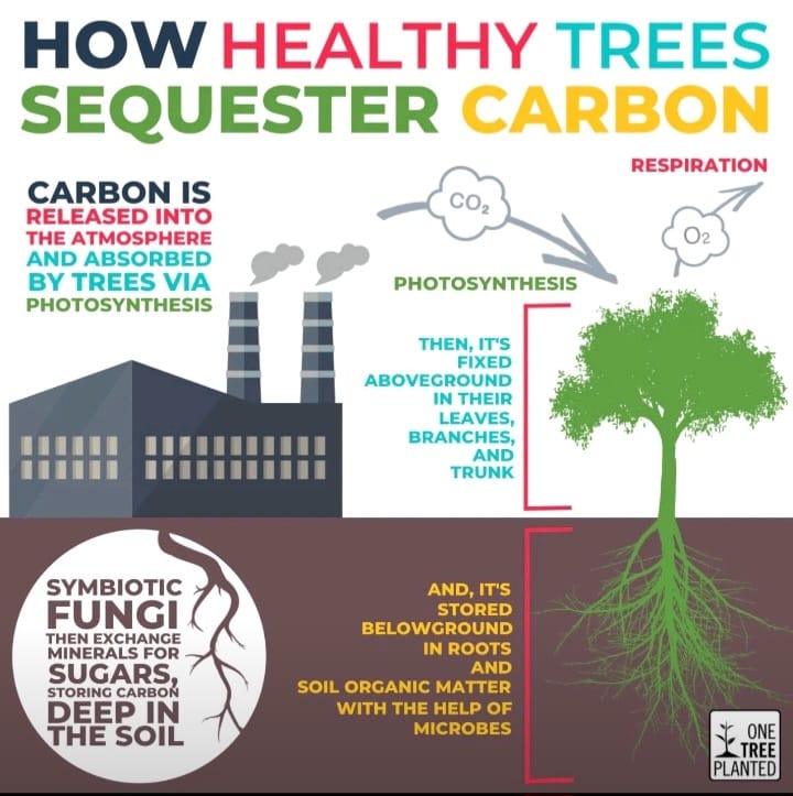 Forest Man Foundation-ONE TRILLION tREE BY 2050 -Molai Forest-JADAV PAYENG-Forest Man of India - Fight against climate change - Molai Kathony