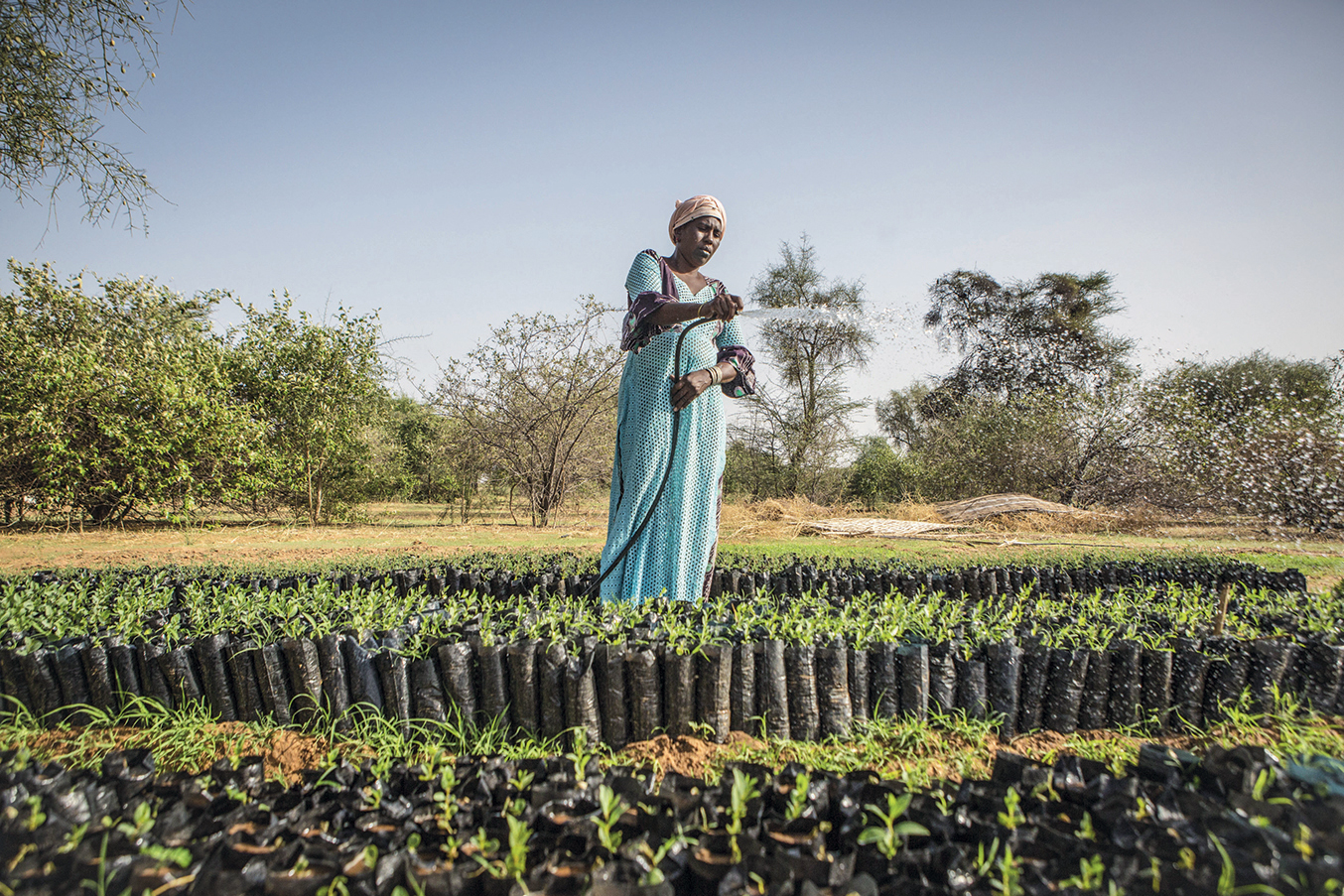 The Great Green Wall in the Sahel-INNA MODJA- Lutte contre le rechauffement climatique et la desertification. La grande muraille verte, operation de reboisement au Sahel